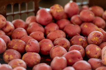 A large collection or bin of freshly cleaned new red potatoes. The organic vegetable has thin outer skin.  The stack of root vegetables has small indents or eyes. The produce is for sale at a market.