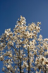 White Blossoms