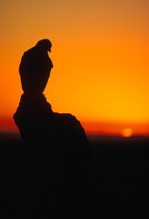 Fototapeta premium Golden Eagle At Sunset
