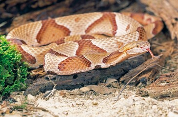 Northern Copperhead Snake