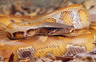 Blood Python