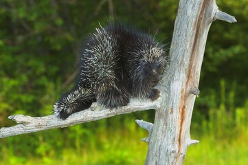 Porcupine On A Tree