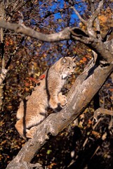 Bobcat Climbing Tree