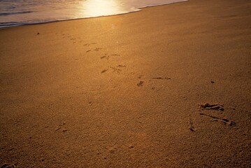 Heron Tracks In Beach Sand