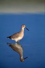 Obraz premium Willet Shorebird