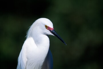 Snowy Egret