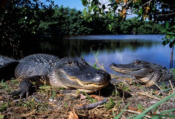 American Alligators