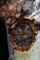 Flammulated Owl In Nest Cavity