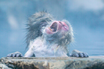 Old snow monkey yawns while sitting in a thermal spring.  Worn out teeth are visible. Jigokudani National Park, Nagano, Japan. © Katrin