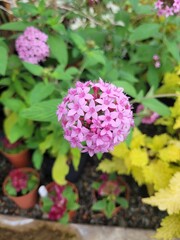pink hydrangea flowers