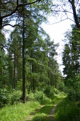 Fototapeta premium Wanderweg in der Lüneburger Heide