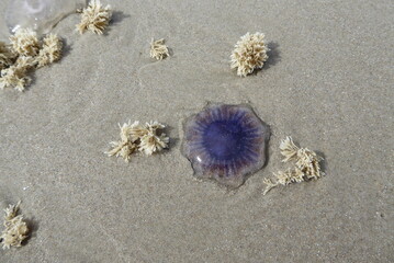 Cyanea lamarcki, Blaue Nesselqualle am Strand