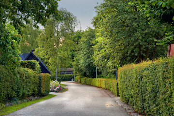 Road, village and pathway to travel, outdoor and peace in environment, location and scenery of trip. Denmark, countryside and destination for journey in morning and trees in nature on street