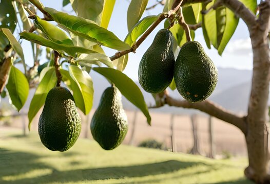 &Aacute;rbol de paltas- aguacate.