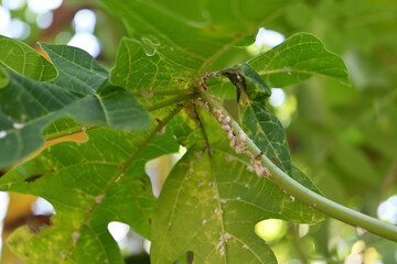A papaya leaf stem that has been infested with mealybugs