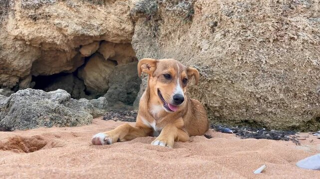 Close-up of a small smiling stray dog lying on the golden beach sand against a cliff background. High quality 4k footage