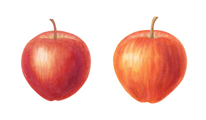 Set of realistic yellow red apple on isolated background. Beautiful juicy ripe fruit. Sweet organic healthy food. Hand drawn watercolor botanical illustration. For design, cards, packaging, labels