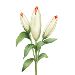 Fototapeta premium beautiful clipart lily flower, watercolor 
