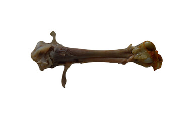 chicken bone 