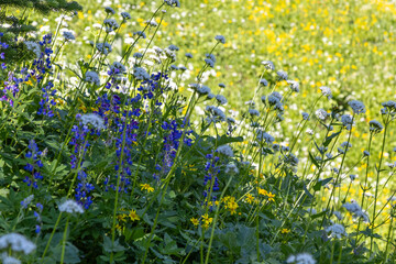 flowers in the field