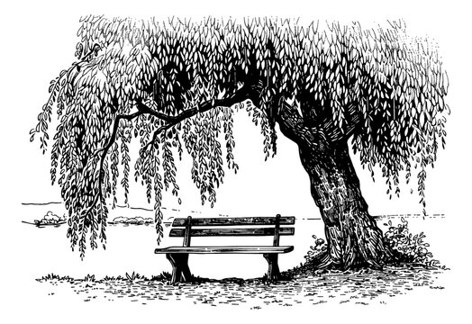 bench willow tree engraving black and white outline