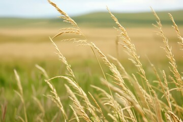 Fototapeta premium A vast prairie with tall grasses swaying, banner, with copy space
