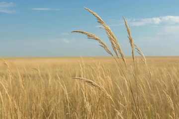 Fototapeta premium A vast prairie with tall grasses swaying, banner, with copy space