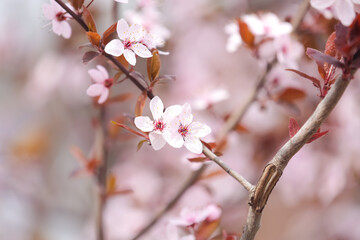 Beautiful blossoming tree branch on spring day outdoors