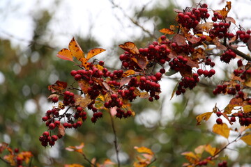 Red Berries 