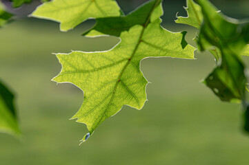 green oak leaves