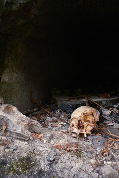 Human skull of a person in a cemetery destroyed and abandoned by a natural disaster.