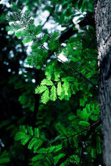 leaves under the moring sunshine