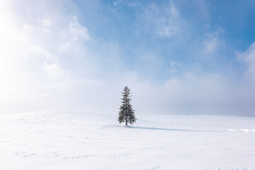 snow covered trees