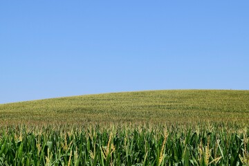Cornfield blue sky