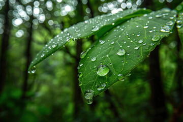 Rain-Soaked Leaves in a Lush Forest