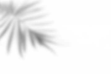 Leaf Shadow Overlay on White Background for Decorative Presentation