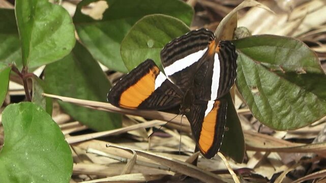 Mariposa posada en una hoja descansando