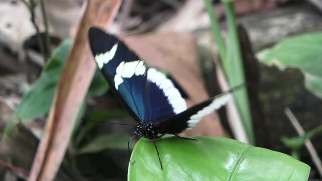 Mariposa posada en una hoja descansando