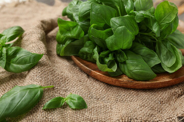 Wooden board with fresh green basil leaves on sack cloth background, closeup