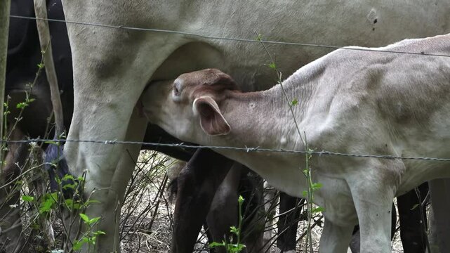 Ternero beb&eacute; buscando leche de la ubre de su mam&aacute; vaca