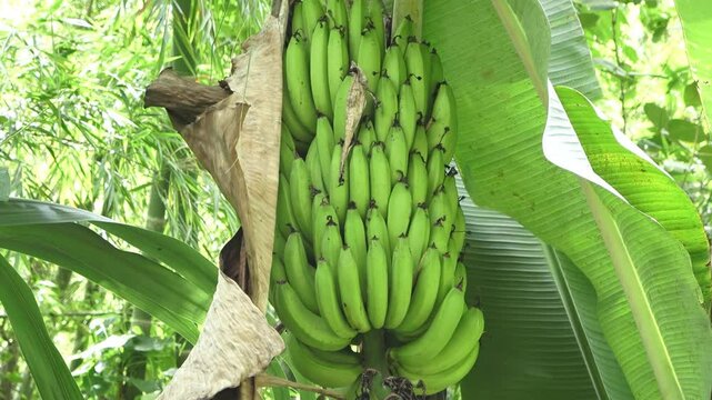 Palmera con un racimo de platano verde