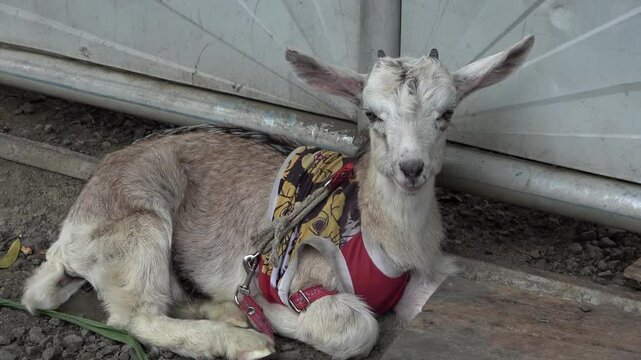 Ternera de mascota, chivo de mascota