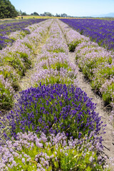 Naklejka premium lavender field in region