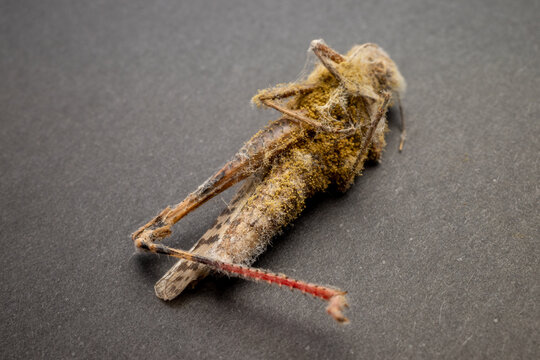 photo of predatory fungi grown on the body of grasshopper insect