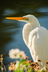 The plumed egret is a species of heron native to Australia and Oceania the scientific name is Ardea plumifera.