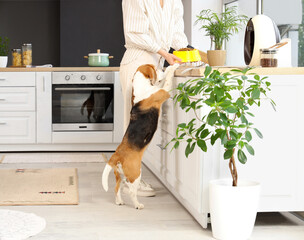 Owner feeding cute beagle dog at home