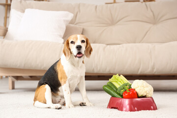 Fototapeta premium Cute beagle dog and bowl with vegetables at home