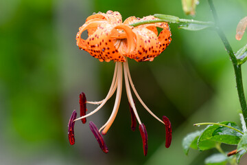 雨上がりの鬼百合01