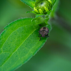 夏の植物園