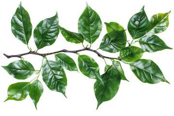 Fototapeta premium Leave isolated on white background.